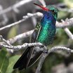 Broad-billed Hummingbird